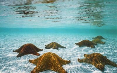 Êtres étoiles de mer : les courants autour de votre monde