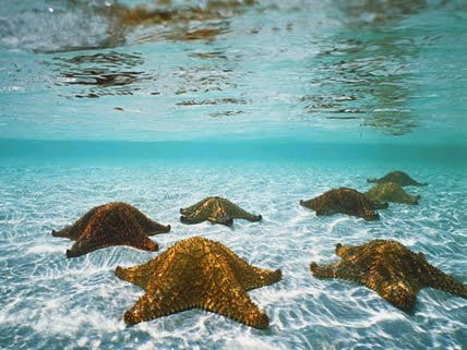 Êtres étoiles de mer : les courants autour de votre monde