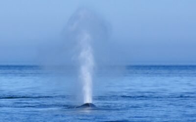 Les nombreux portails aquatiques de la Terre