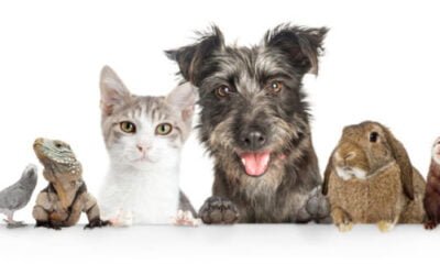 Animaux de compagnie et télépathie