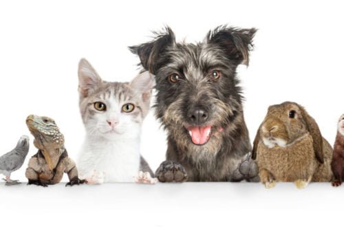 Animaux de compagnie et télépathie