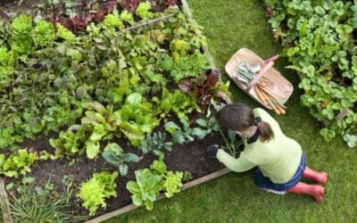 Digger : la patience d’un jardinier