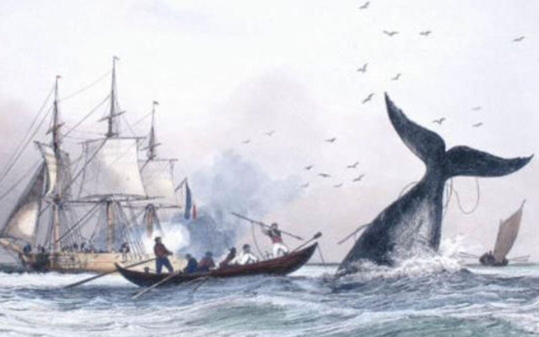 Que disent les baleines face à leurs chasseurs ?