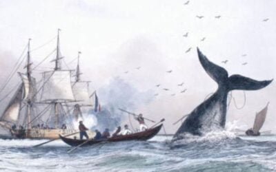 Que disent les baleines face à leurs chasseurs ?