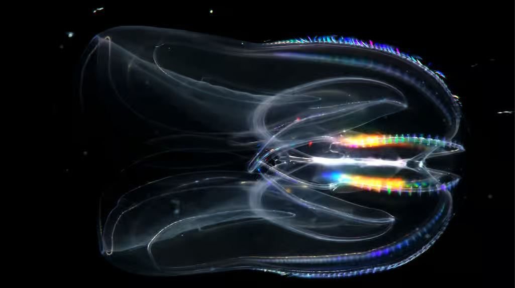 La haute vibration des mondes de Lumière (1/3)