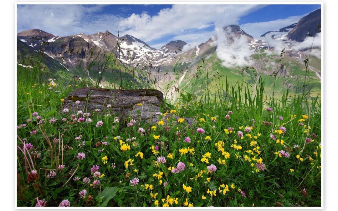 La fleur des montagnes (6/6)