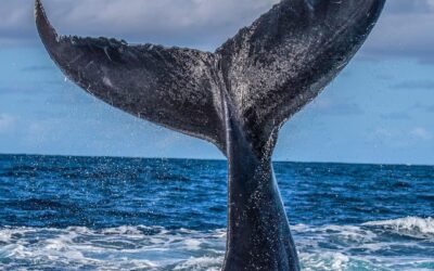 L’Éveil dans le Chaos : Le Message des Océans