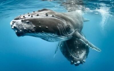 Pourquoi vous n&rsquo;arrivez pas à vous connecter à votre Cristal ? – Message d&rsquo;Amour des Baleines