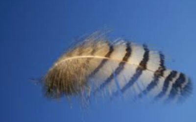 Une histoire de plumes et de foi