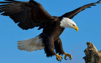 Le Peuple des Aigles