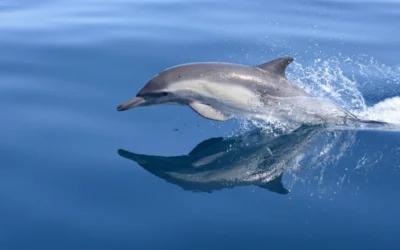 Le Peuple des Dauphins