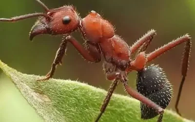 Le Peuple des Fourmis