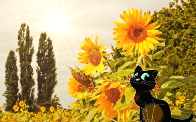 La métamorphose. Le chat