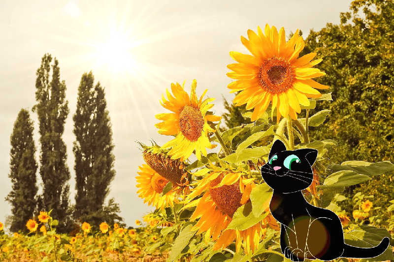 La métamorphose. Le chat