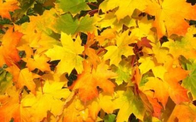 Gaïa : Feuilles sacrées