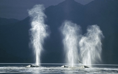Ensemble, élevons le taux vibratoire de la terre – Message d&rsquo;Amour des Baleines