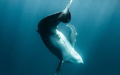Les Baleines enseignent l’Art de l’Adaptation consciente.