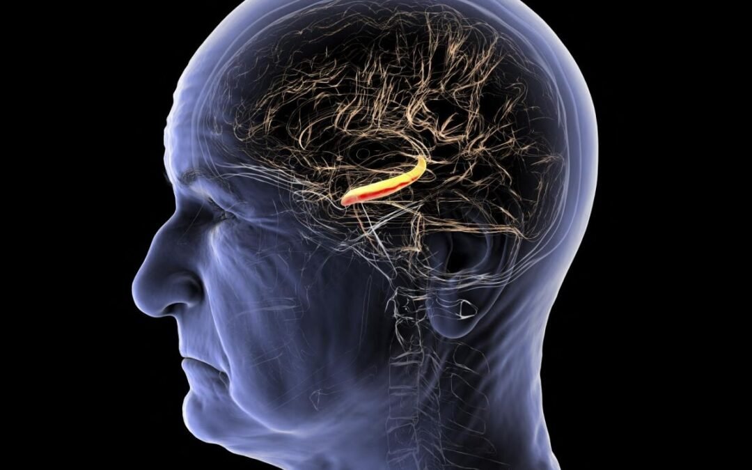 Déclin cognitif et perte de mémoire : le rétrécissement du cerveau en cause
