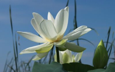 Le développement spirituel et la fleur de lotus