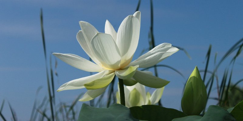 Le développement spirituel et la fleur de lotus