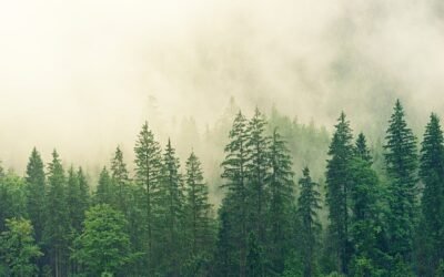 Les arbres se sont offerts pour une grande transmutation