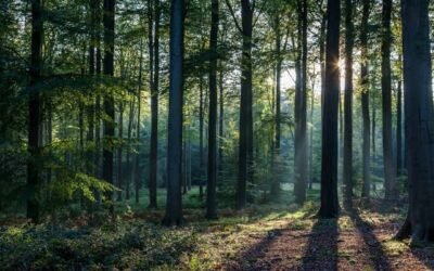 Les forêts souffrent plus du deuxième feu.